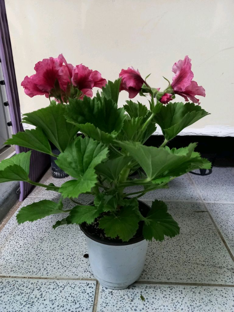 리갈제라늄 보넨트 이미지