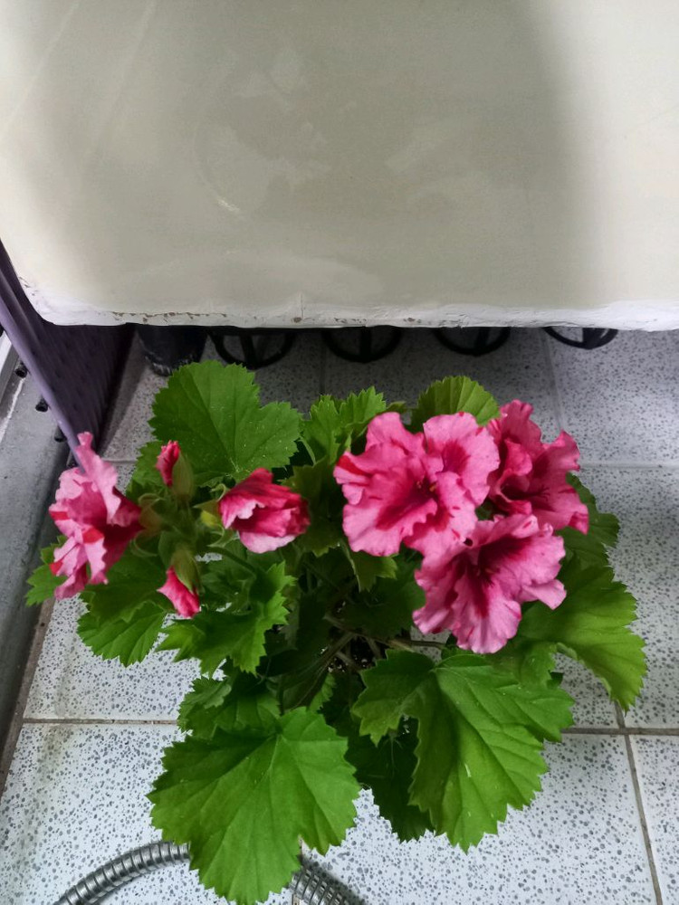 리갈제라늄 보넨트 이미지