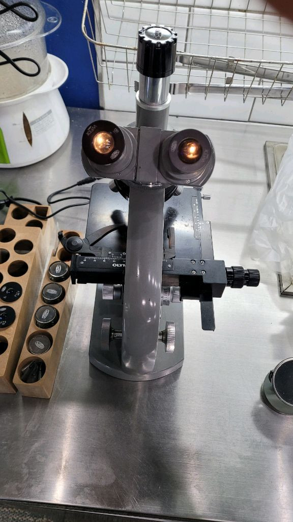 올림푸스 현미경 이미지