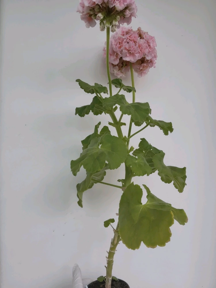 달보드레 제라늄 0.4 이미지