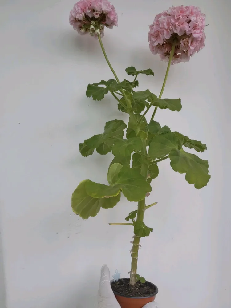 달보드레 제라늄 0.4 이미지