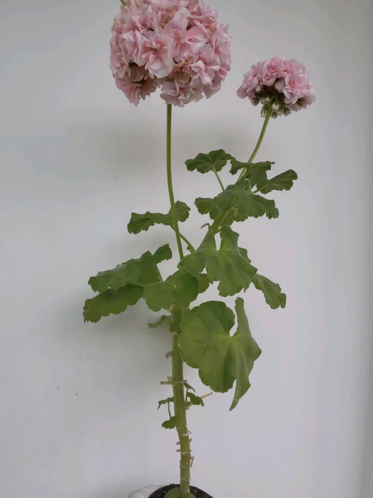 달보드레 제라늄 0.4 이미지