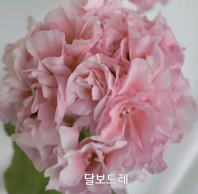 달보드레 제라늄 0.4 이미지