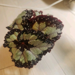 베고니아 DS돌체비타(호야 알로카시아 안스리움x) 이미지