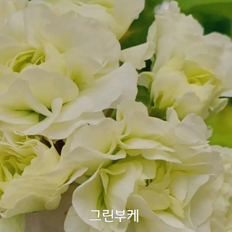그린부케 제라늄 0.6 이미지