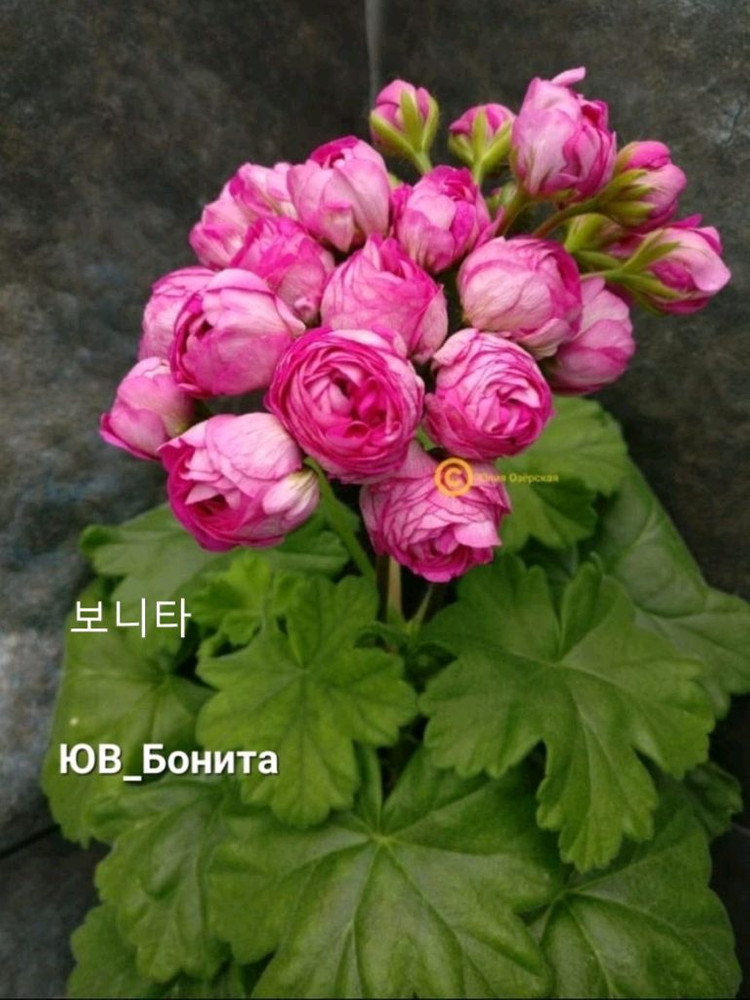 제라늄 외 4종+서비스 2종=총 6종 세트 이미지