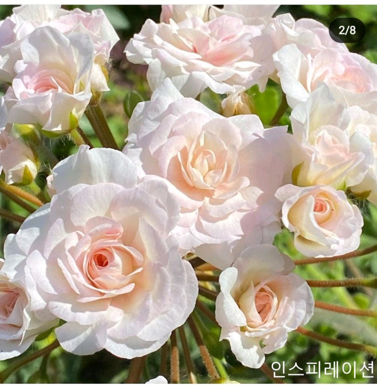 제라늄 외 4종+서비스 2종=총 6종 세트 이미지