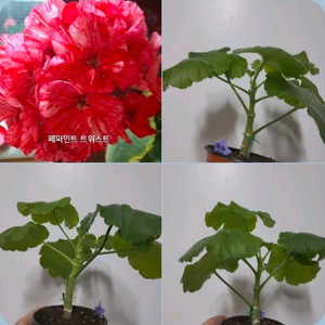 페퍼민트트위스트 깨순이 제라늄 0.6 이미지