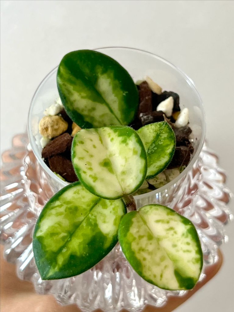 호야 마틸드 바리에가타 이미지