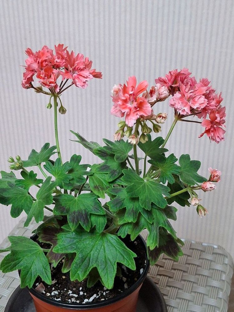 스텔라제라늄 또 송빛 이미지