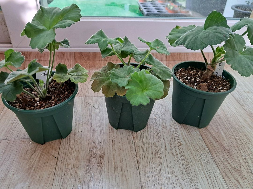제라늄 3종 봄노을, 인스피레이션, 꾸비돈 이미지