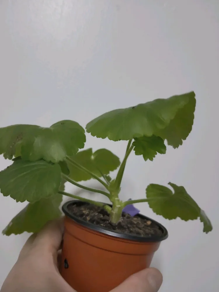 로진 러시아 제라늄 0.5 이미지