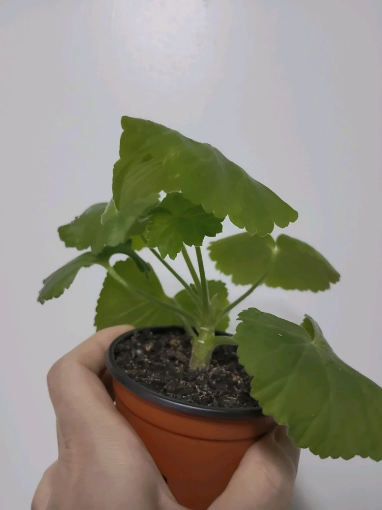 로진 러시아 제라늄 0.5 이미지