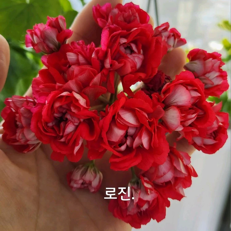 로진 러시아 제라늄 0.5 이미지