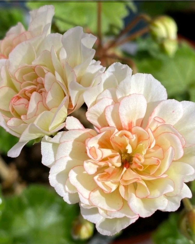 제라늄 IV ANN마리아 가스웨이트, 14cm 화분. 이미지