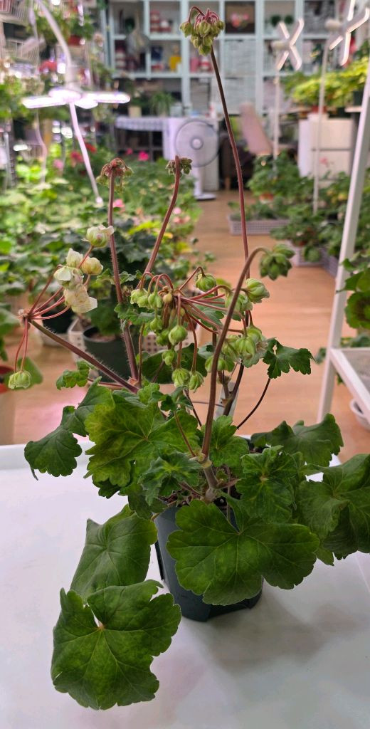 제라늄 IV ANN마리아 가스웨이트, 14cm 화분. 이미지