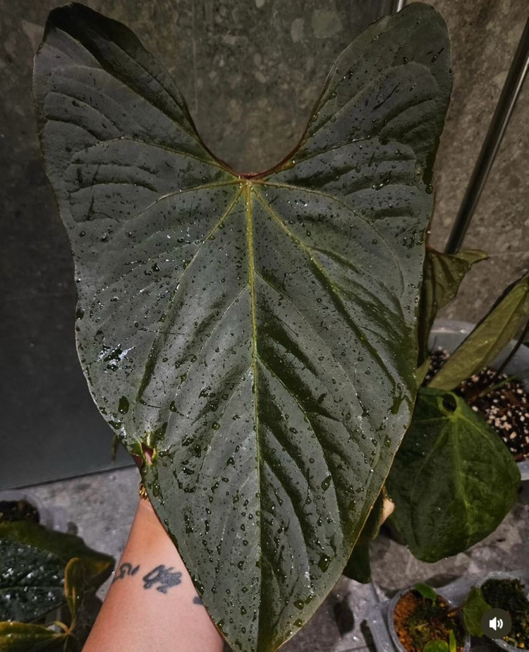 안스리움 쿠란데로(JV) 클론 오프셋 판매 이미지