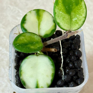 호야 마틸드 바리에가타 이미지
