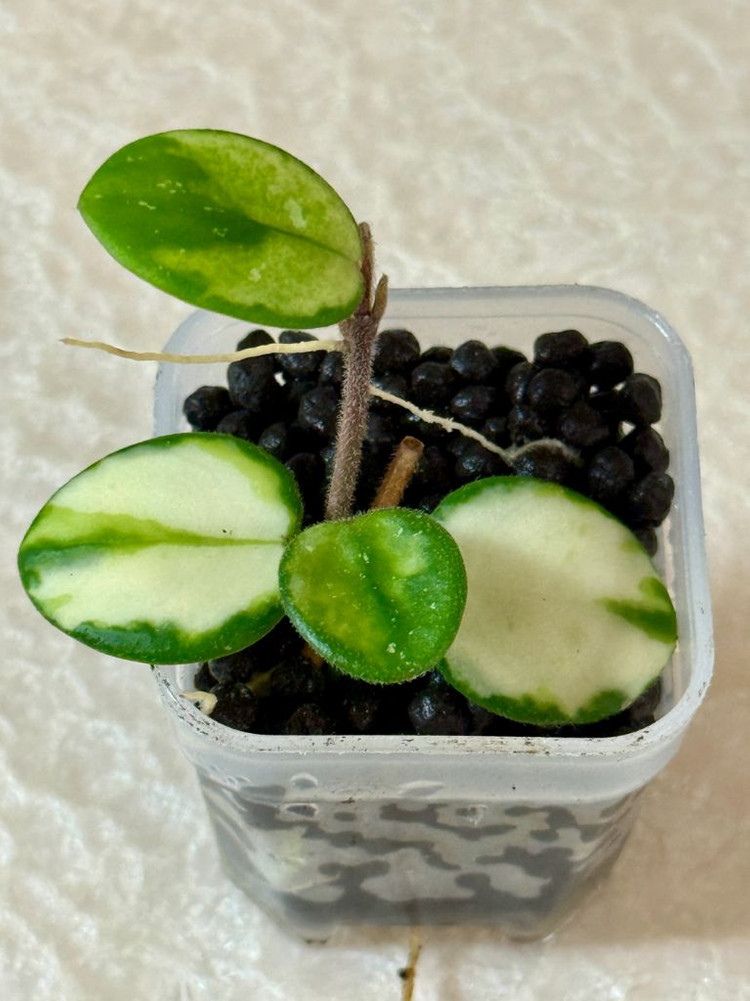 호야 마틸드 바리에가타 이미지