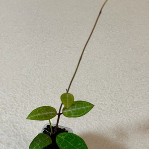 호야 엘립티카 이미지