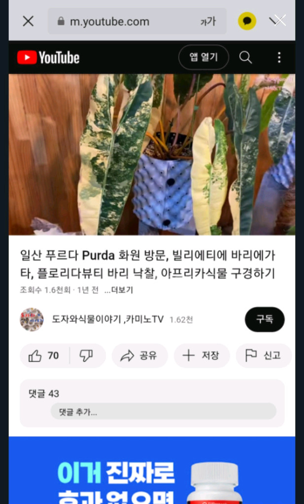 필로덴드론 빌리에티에 바리에가타 극상 무천이 이미지