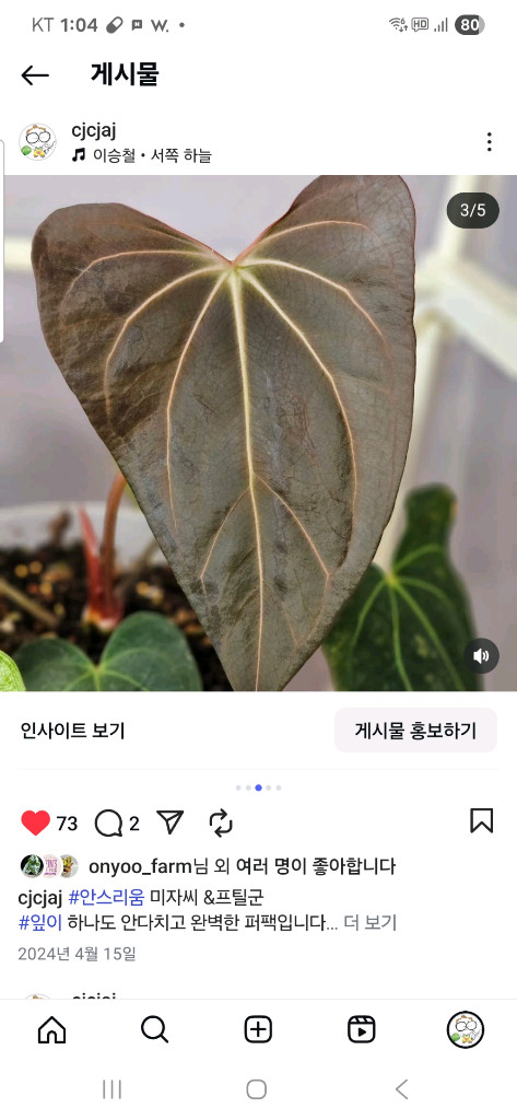 안스리움 NSE 칼라포틸과 닥터블락 미쉘자라 ㅡ칼라미쉘리움 이미지