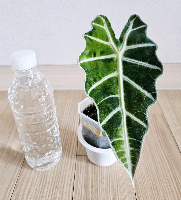 알로카시아 아마조니카 옐로우 거북 바리에가타 이미지