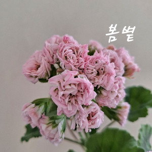 봄볕 제라늄 이미지