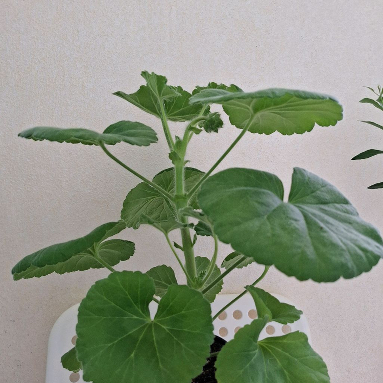 봄볕 제라늄 이미지