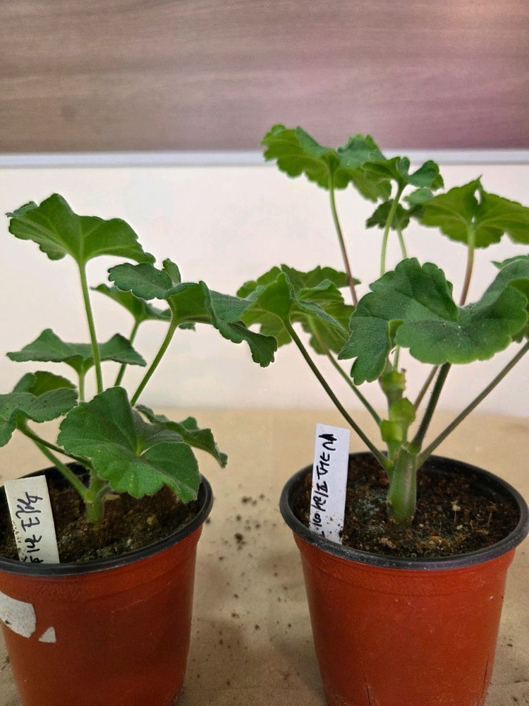 제라늄 러시아제라늄 이미지
