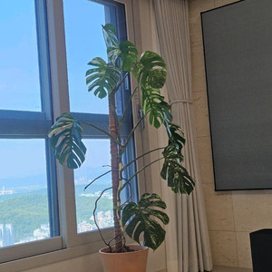 몬스테라알보 무늬천재(대품 큽니다) 대구직거래 이미지