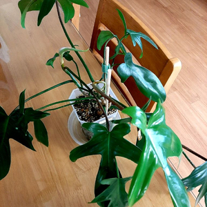 플로리다 뷰티그린 이미지