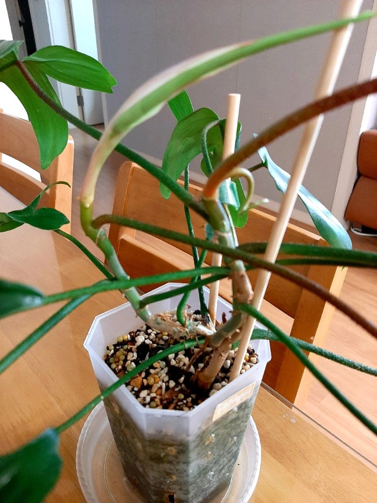 플로리다 뷰티그린 이미지