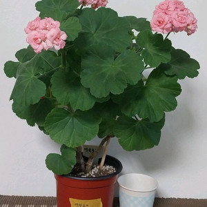 제라늄 엔틱로즈 이미지