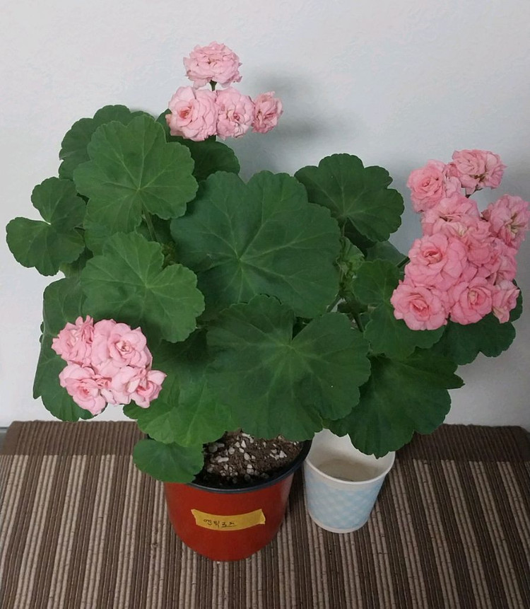 제라늄 엔틱로즈 이미지
