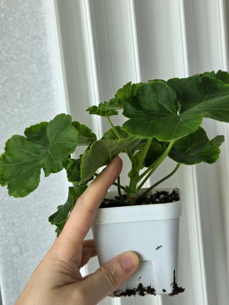 제라늄 uv베리펀치 이미지