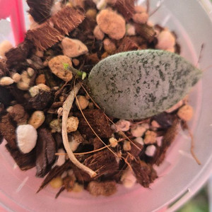 호야카우다타 아르젠 이미지