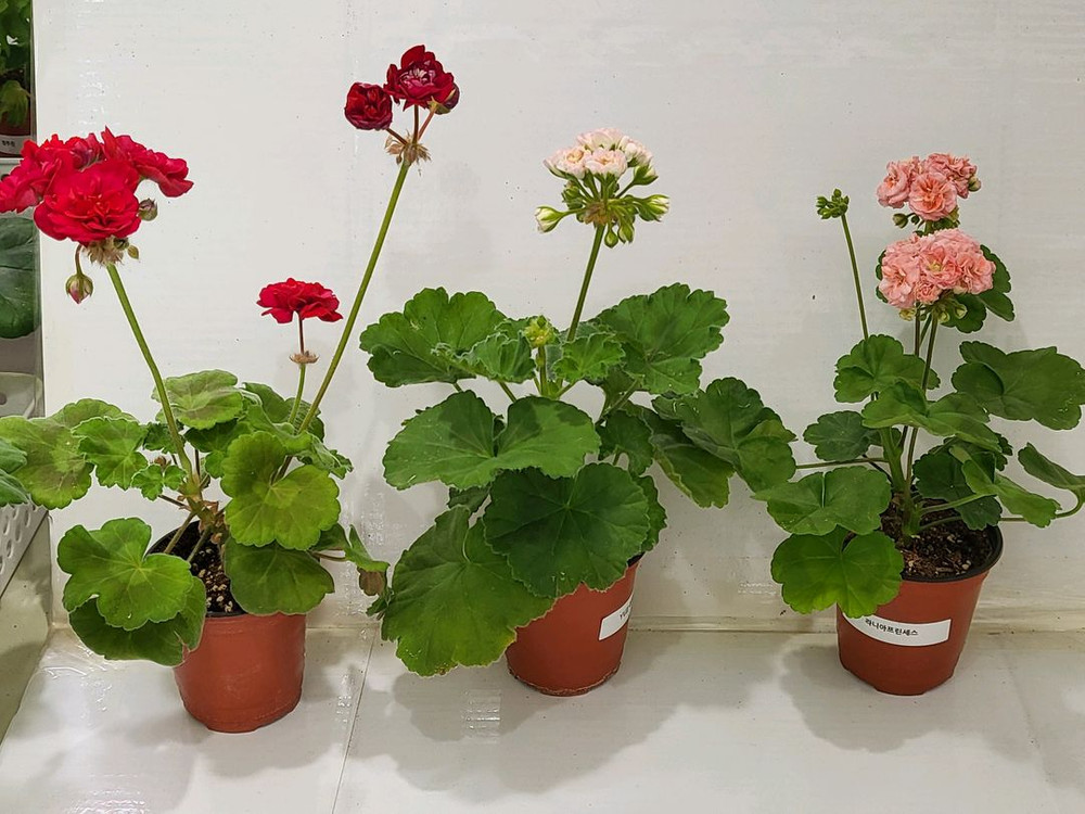 1.제라늄 중품 10종 6만원 이미지