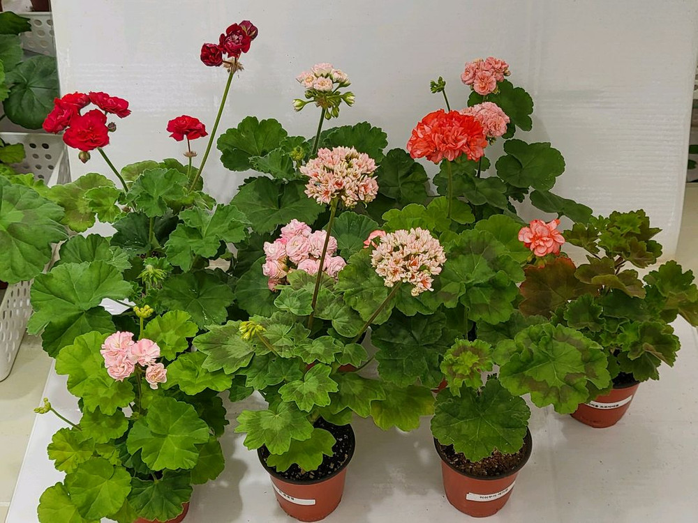 1.제라늄 중품 10종 6만원 이미지
