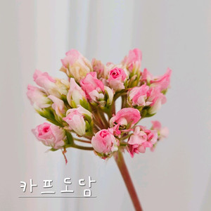 카프도담 제라늄 이미지