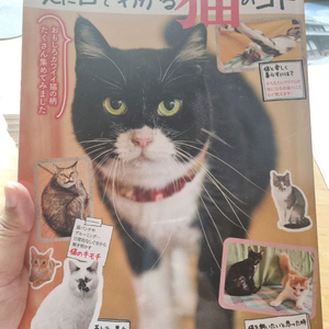 일본의 고양이 관련 잡지책 이미지