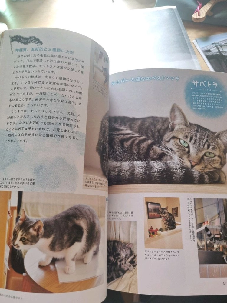 일본의 고양이 관련 잡지책 이미지