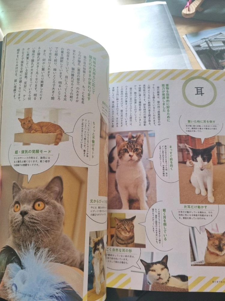 일본의 고양이 관련 잡지책 이미지