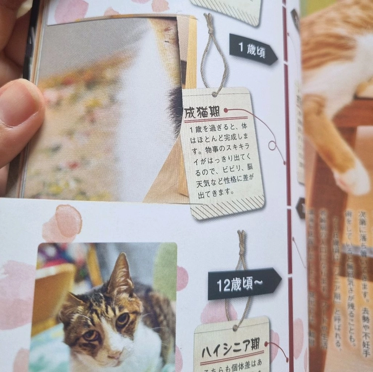 일본의 고양이 관련 잡지책 이미지