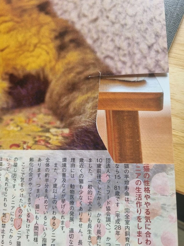 일본의 고양이 관련 잡지책 이미지