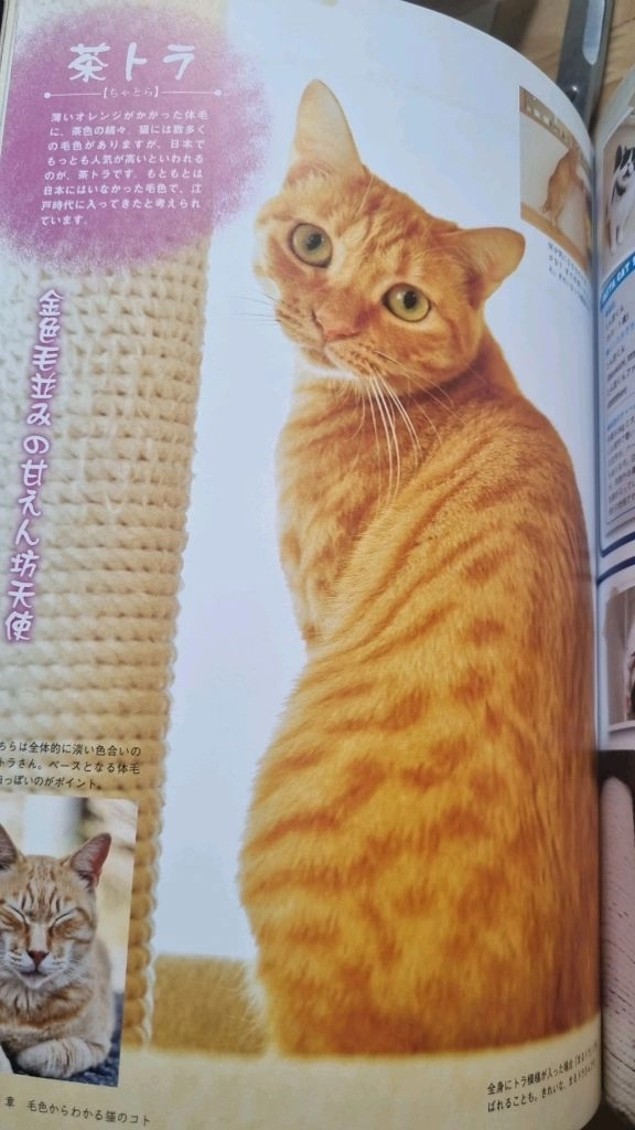 일본의 고양이 관련 잡지책 이미지