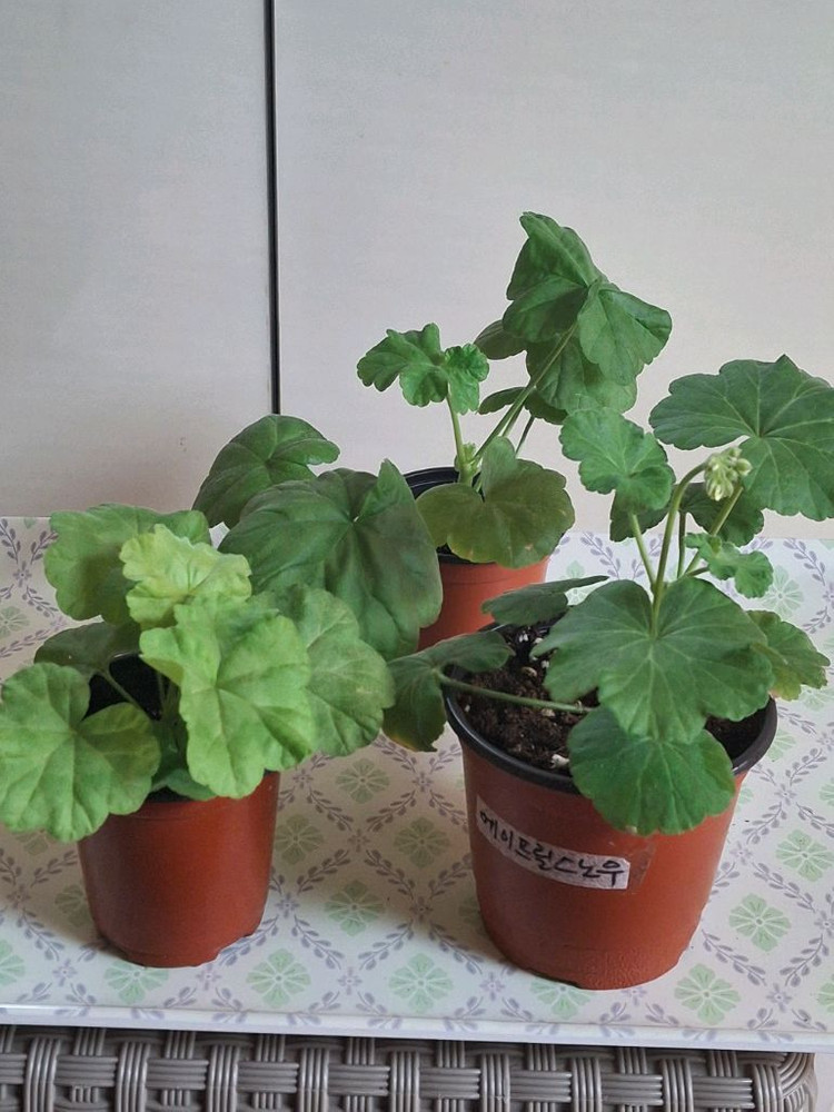 제라늄. 완소줄리엣.좋을티나.에이프릴스노우(꽃대) 3종 이미지
