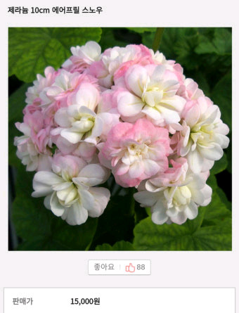 제라늄. 완소줄리엣.좋을티나.에이프릴스노우(꽃대) 3종 이미지