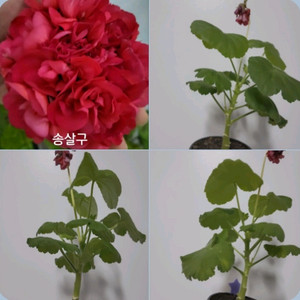 송살구 제라늄 0.5 이미지