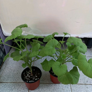 리갈제라늄 터키쉬커피 이미지